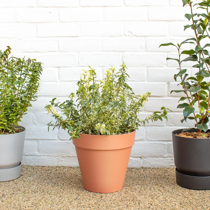 patchplants-339318