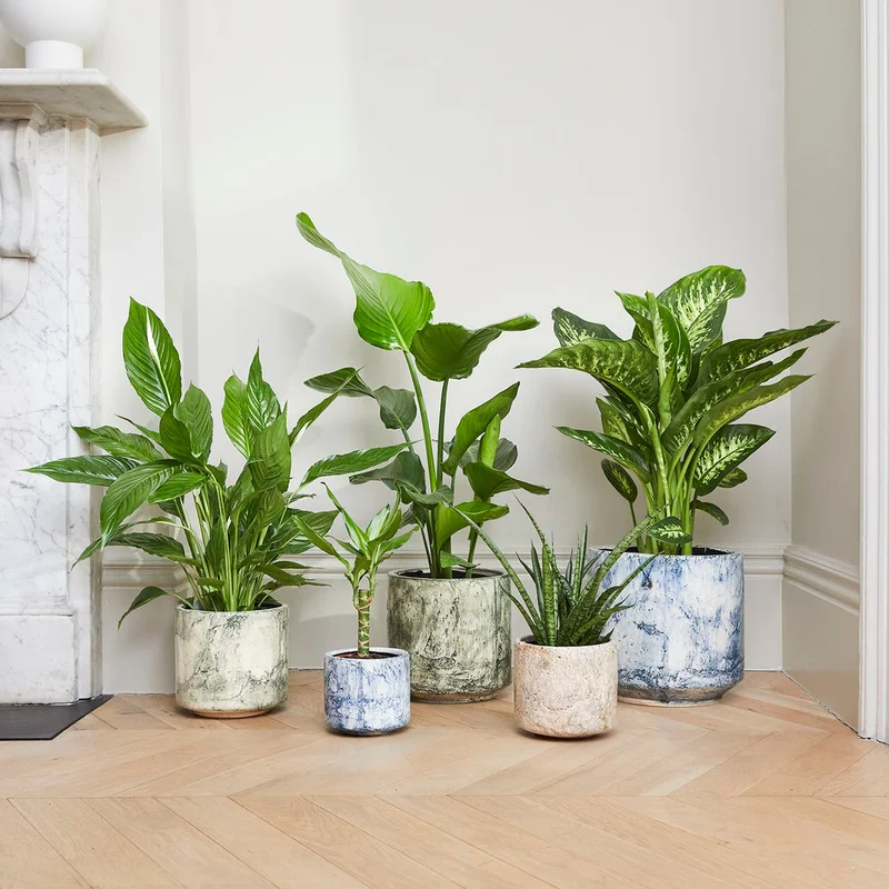 patchplants-339347