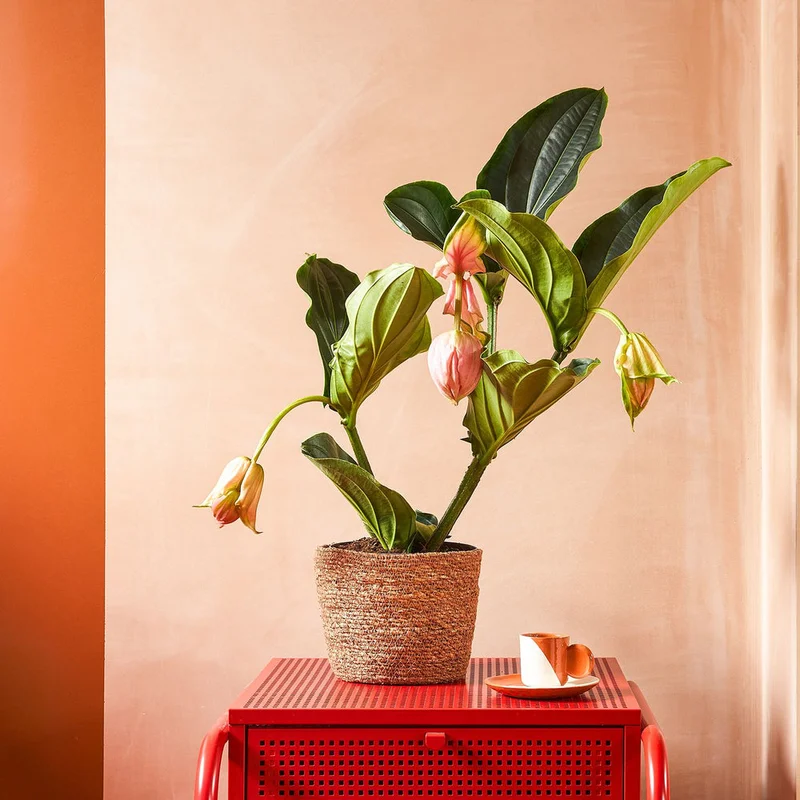 patchplants-339352