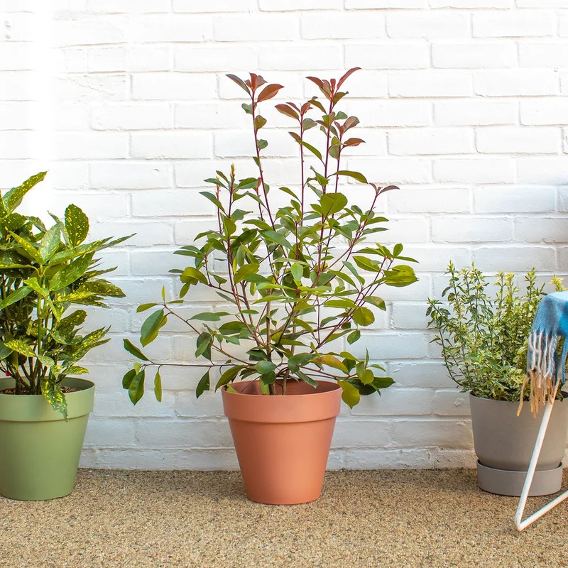patchplants-339394