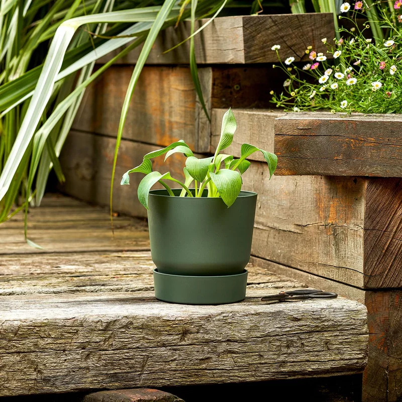 patchplants-339407