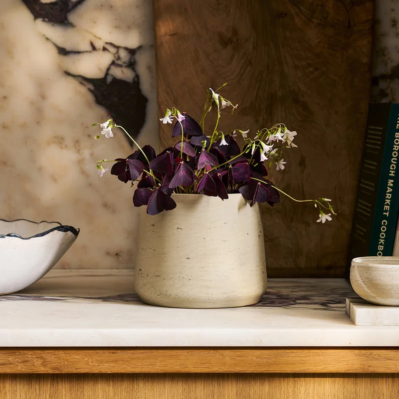 patchplants-339430