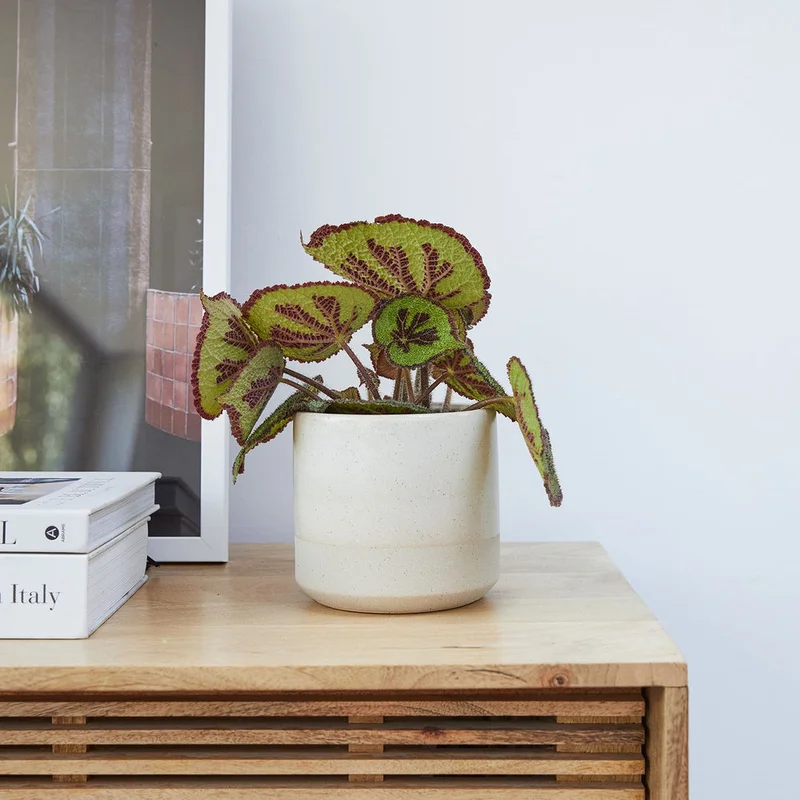 patchplants-339446