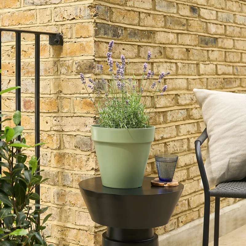 patchplants-339519