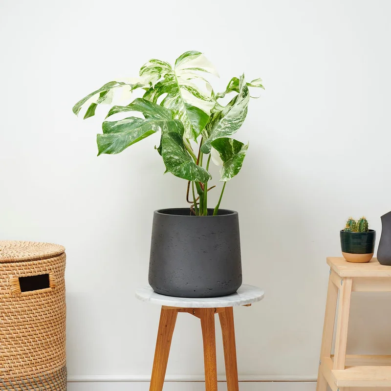 patchplants-339537