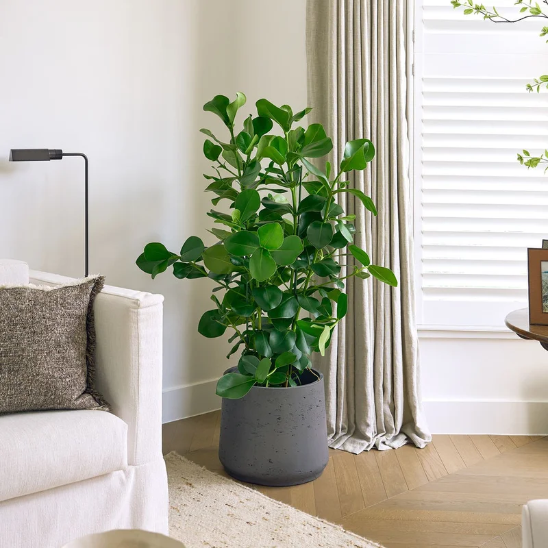 patchplants-339575