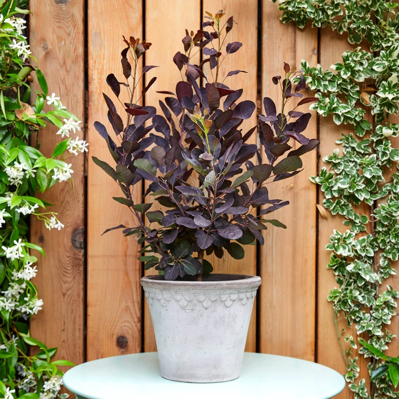 patchplants-339586