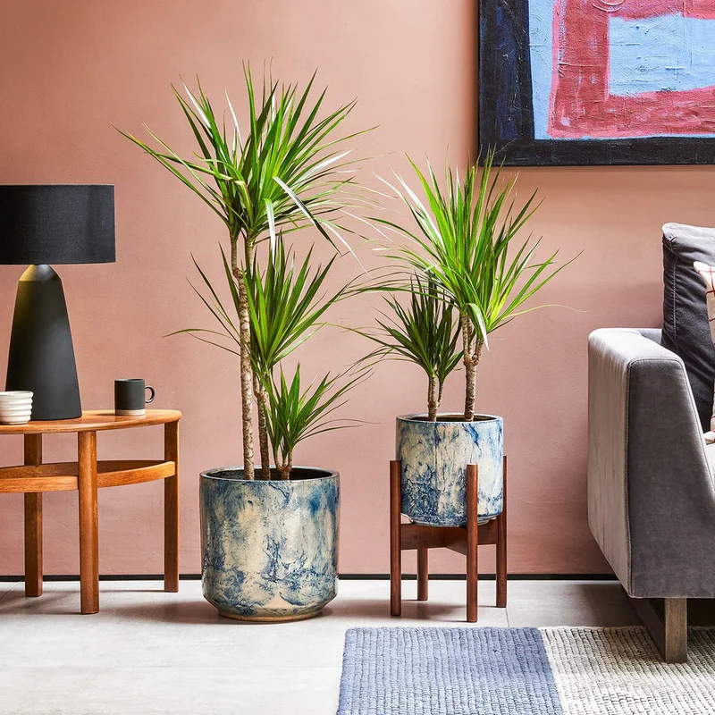 patchplants-339634
