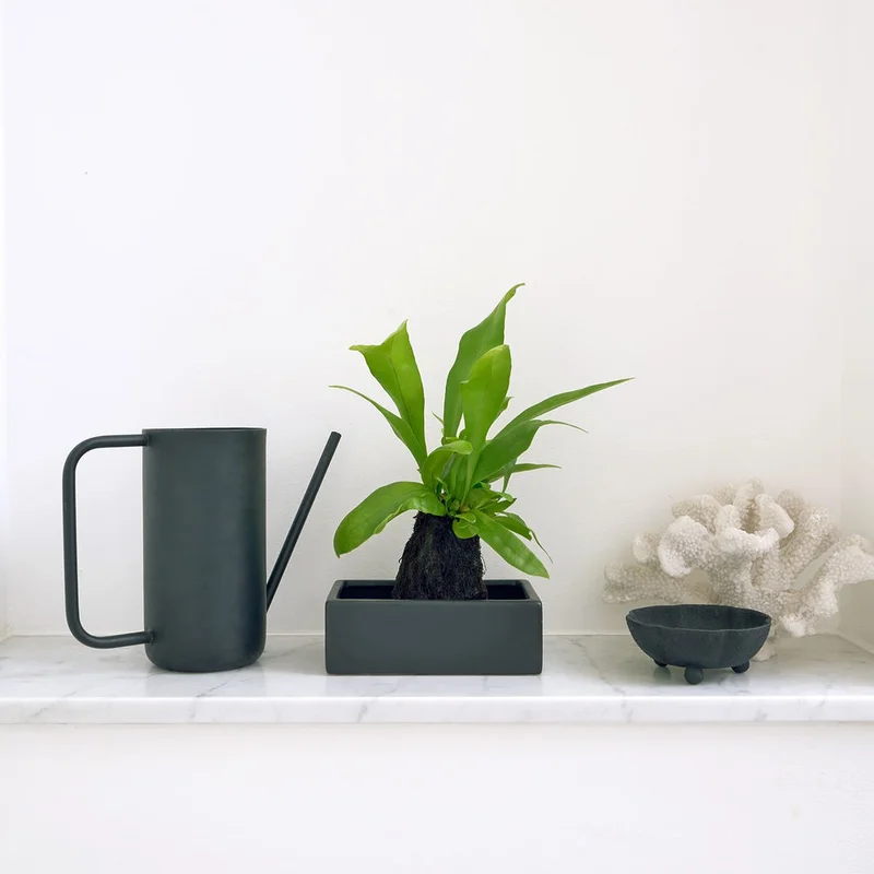 patchplants-339642
