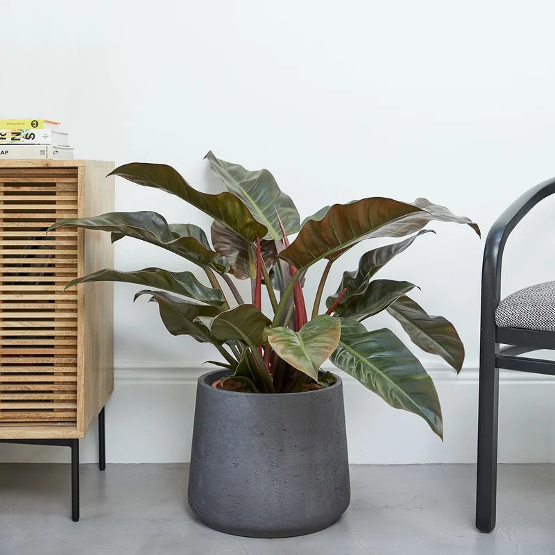 patchplants-339654