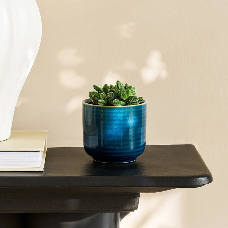 patchplants-339664