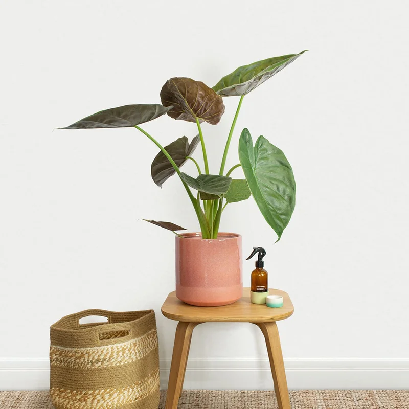 patchplants-339735