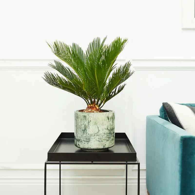 patchplants-339748