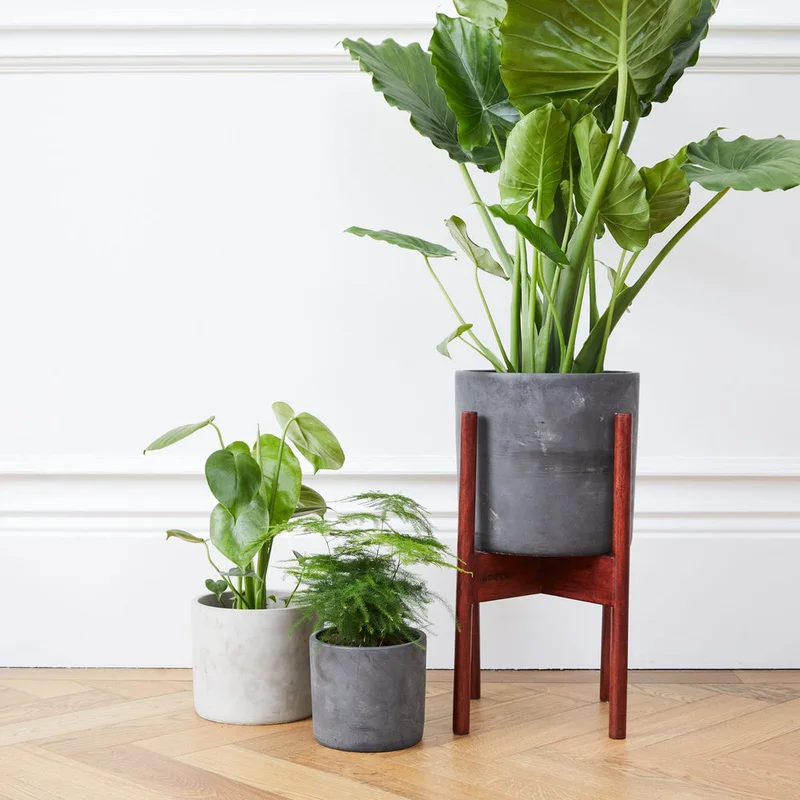 patchplants-339755