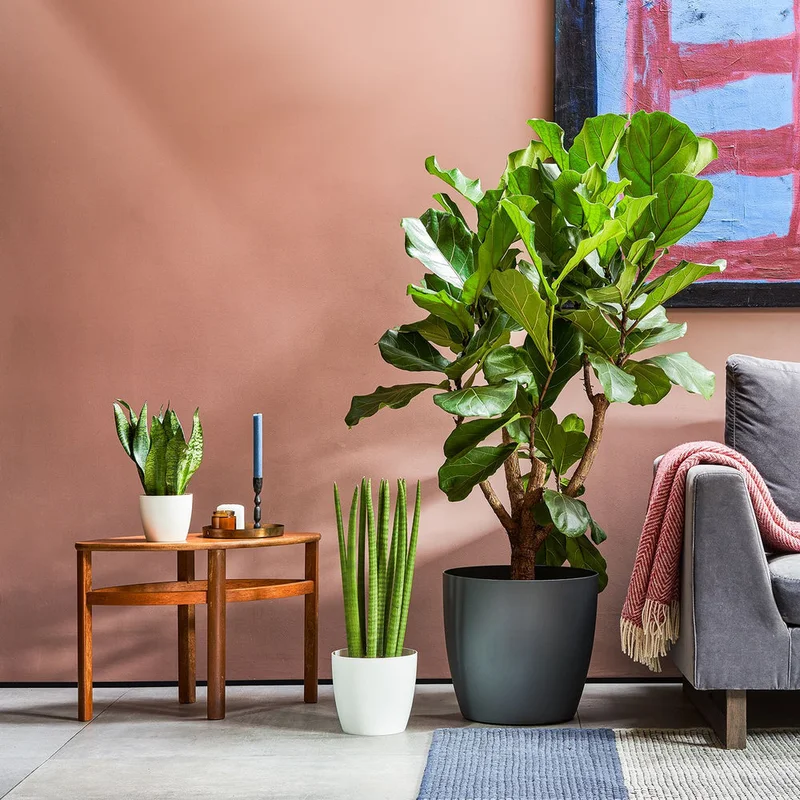 patchplants-339795