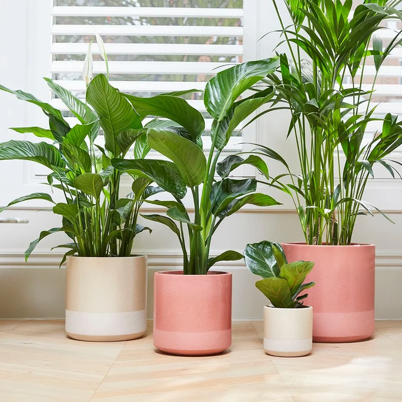 patchplants-339827