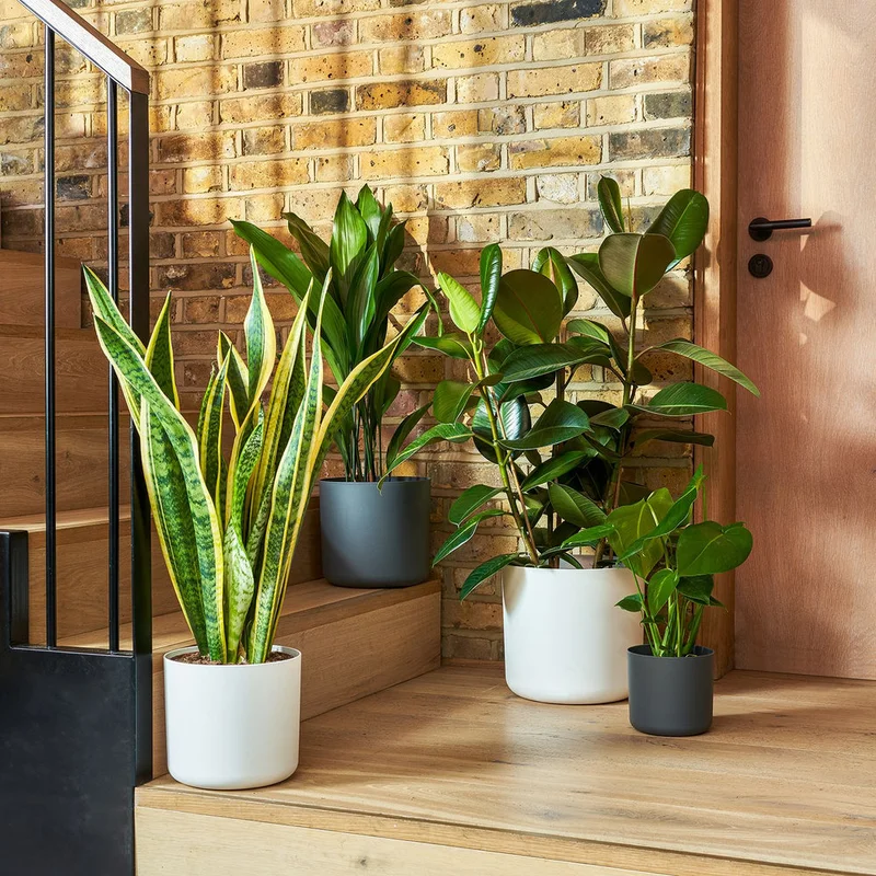 patchplants-339830