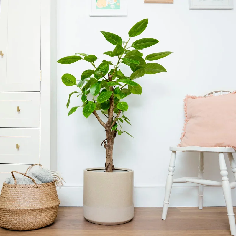 patchplants-339908