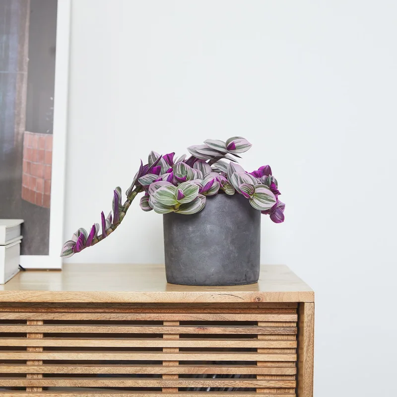 patchplants-339915