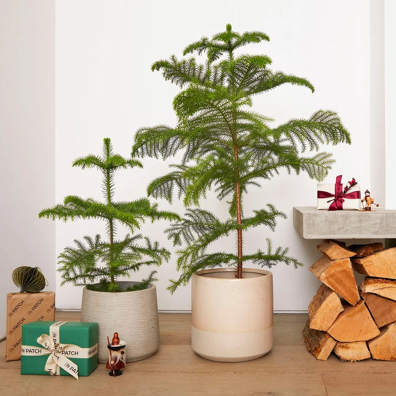 patchplants-339932
