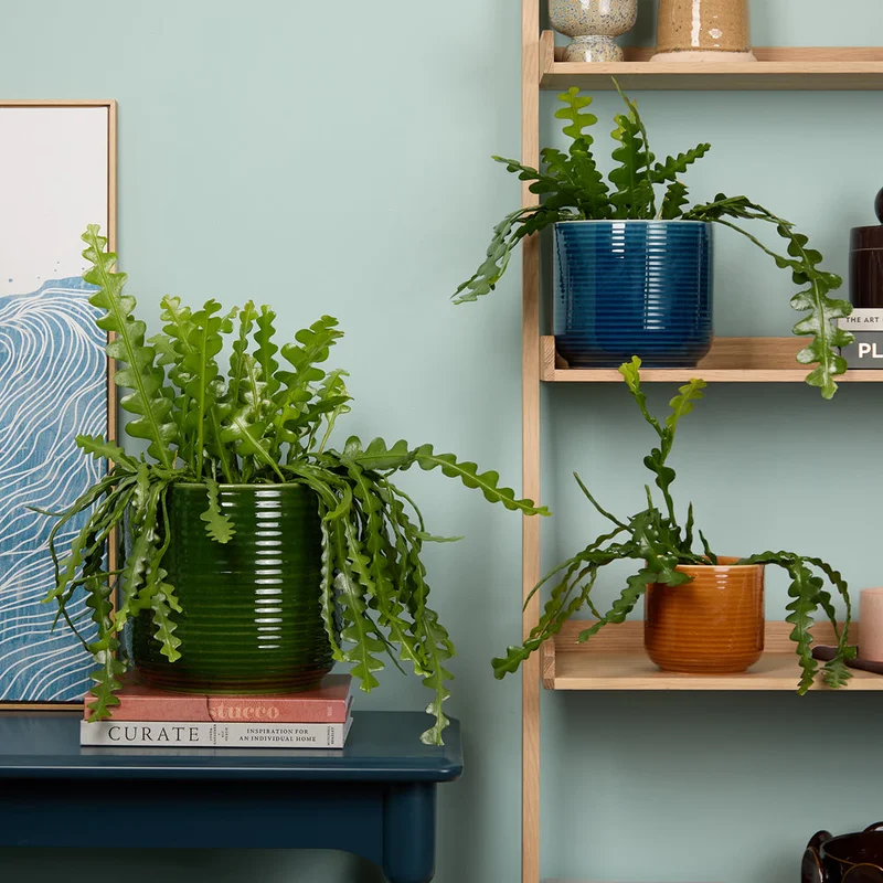 patchplants-339988
