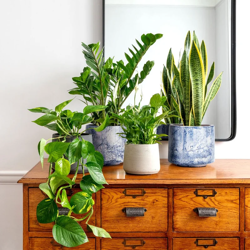 patchplants-340023