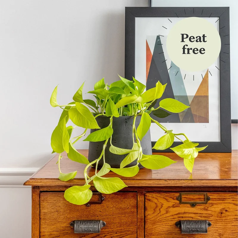 patchplants-340060