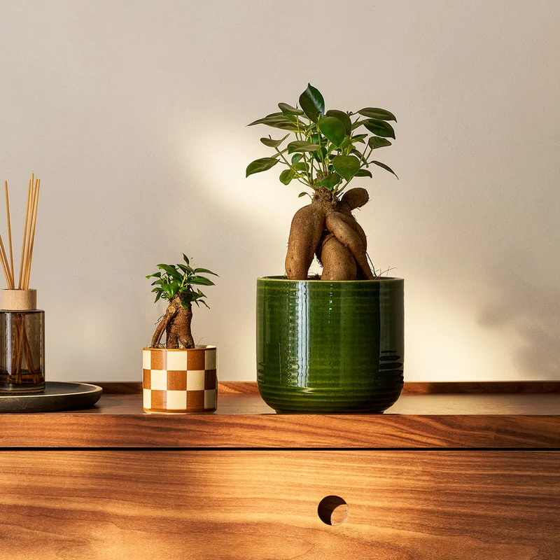 patchplants-340120