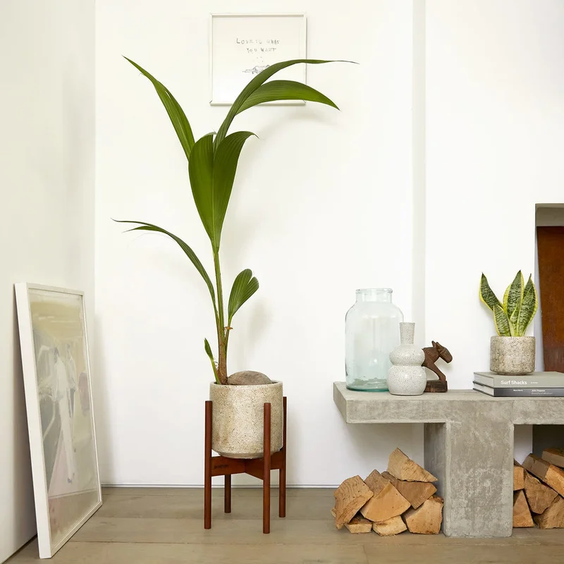 patchplants-340149