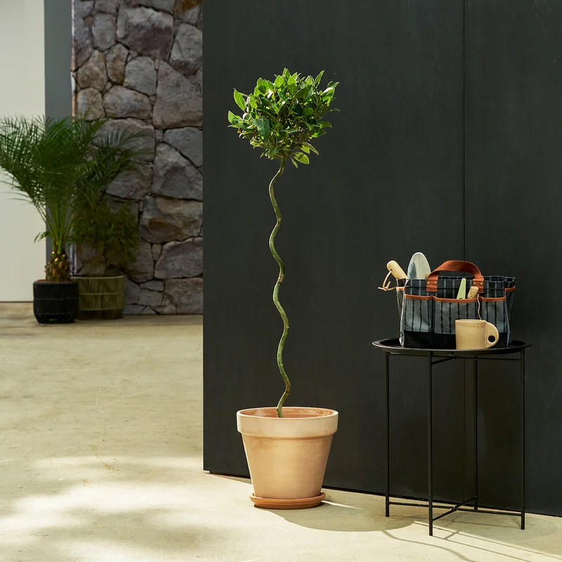 patchplants-340177