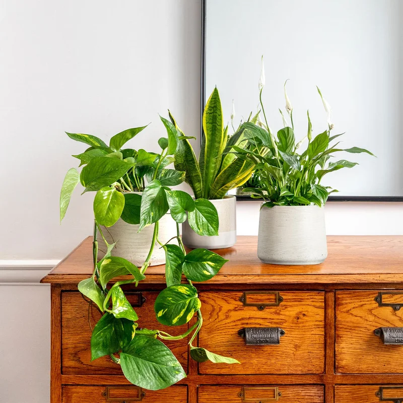 patchplants-340179