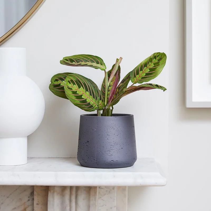 patchplants-340182