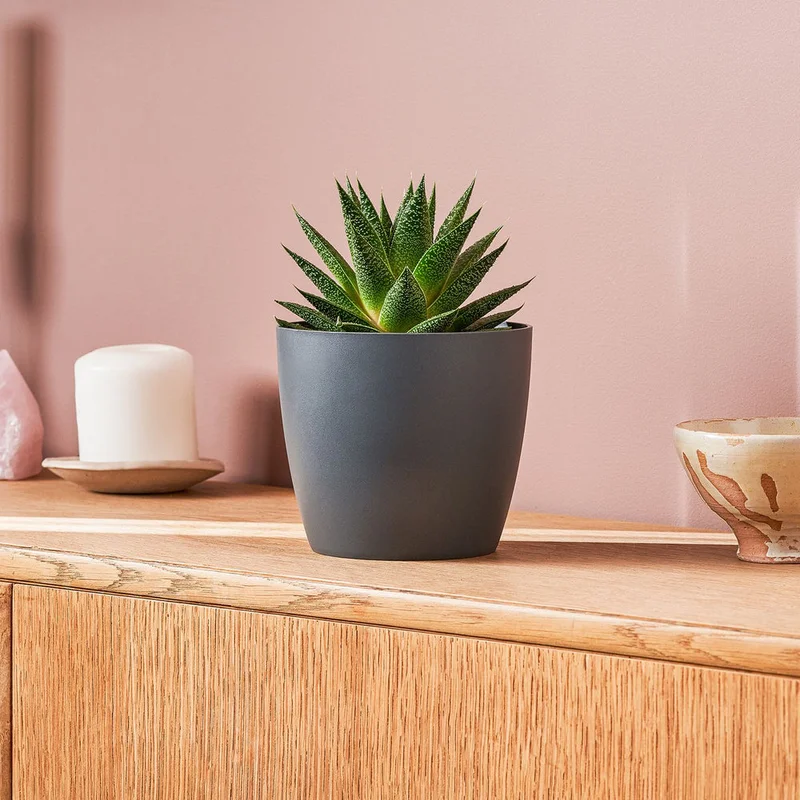 patchplants-340273