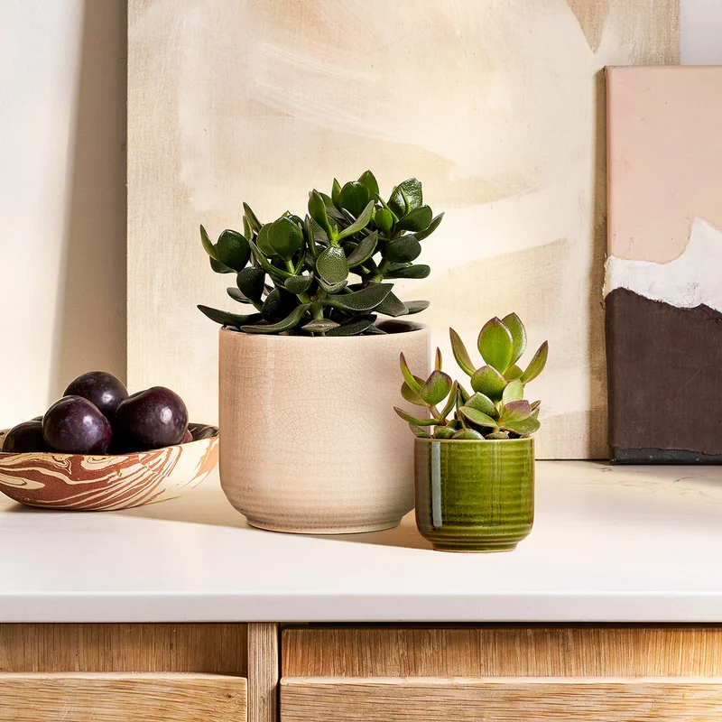 patchplants-340292