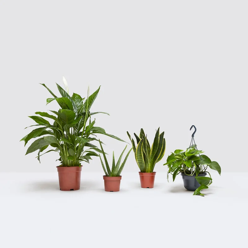 patchplants-340425