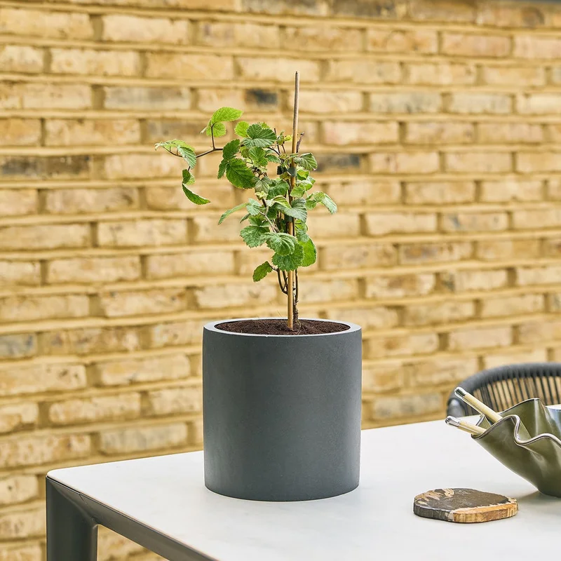patchplants-340503