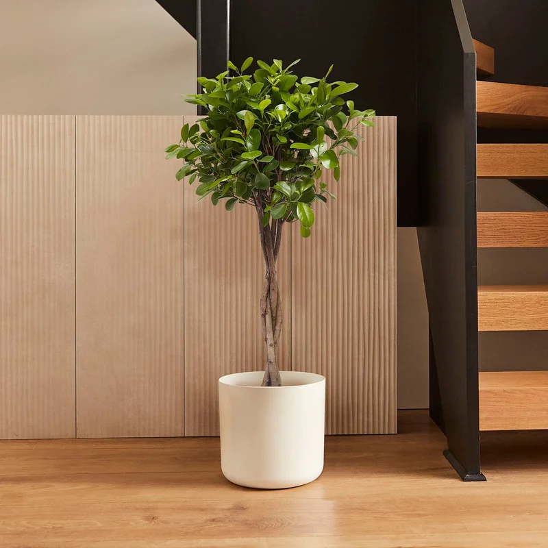 patchplants-340505