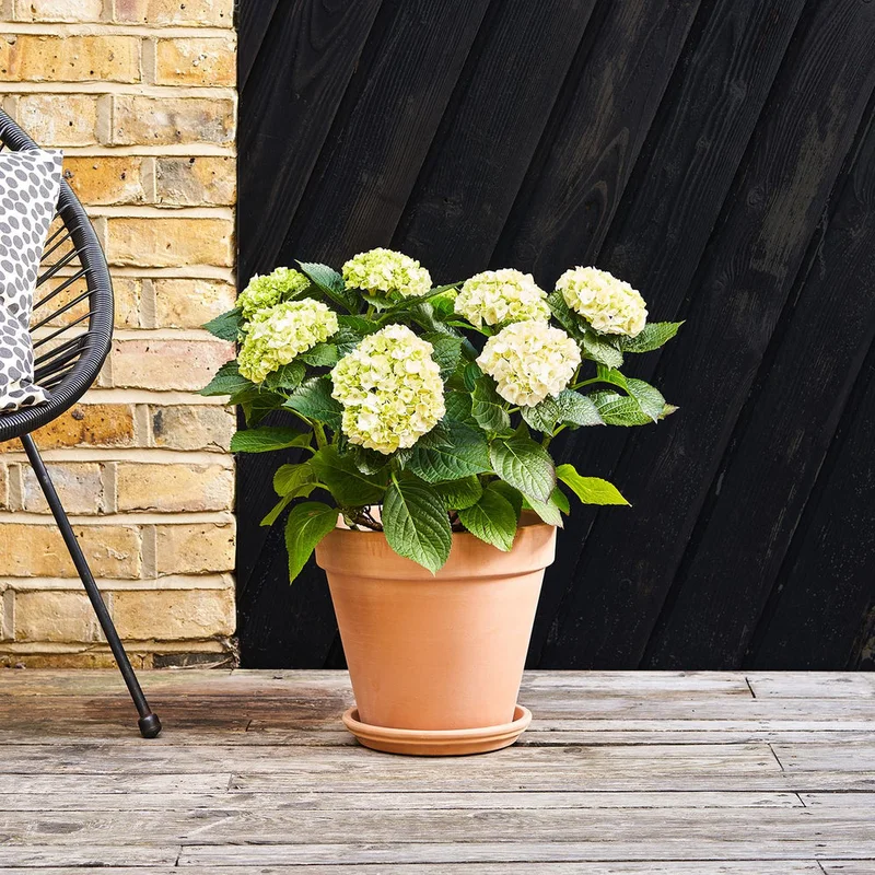 patchplants-340545