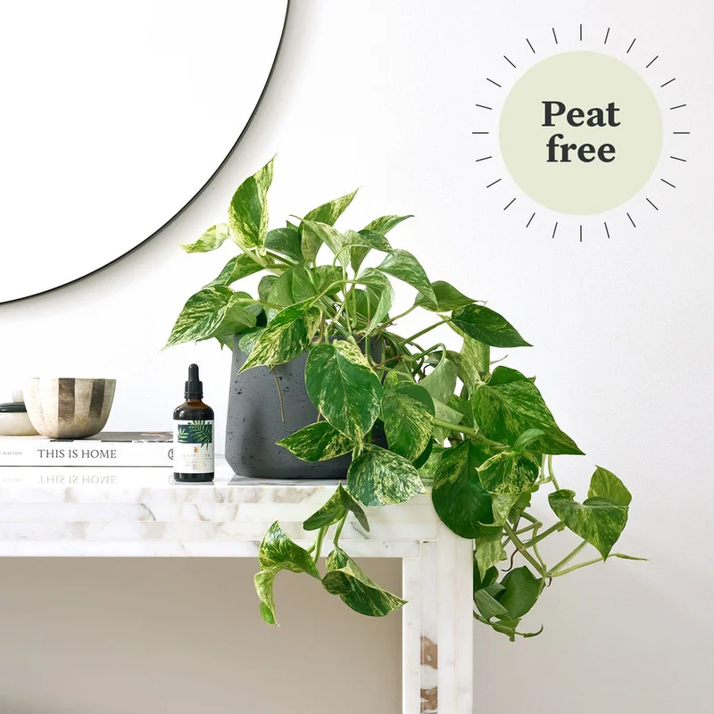 patchplants-340653