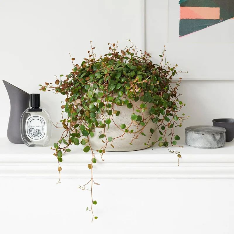 patchplants-340680