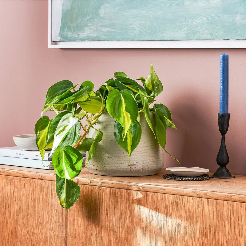 patchplants-340687