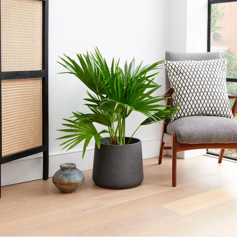 patchplants-340733