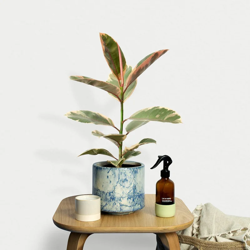 patchplants-340757