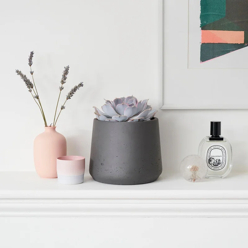 patchplants-340774