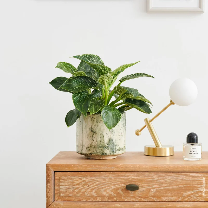 patchplants-340783