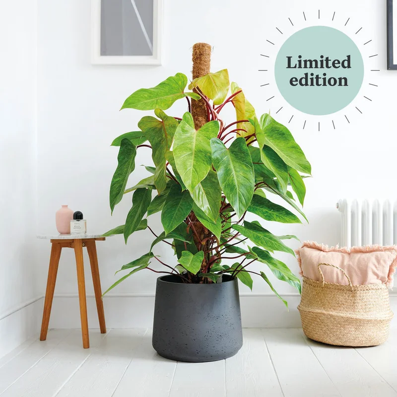 patchplants-340804