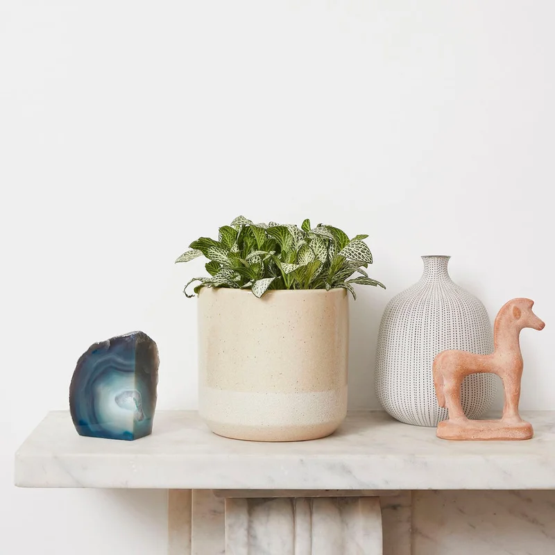 patchplants-340836