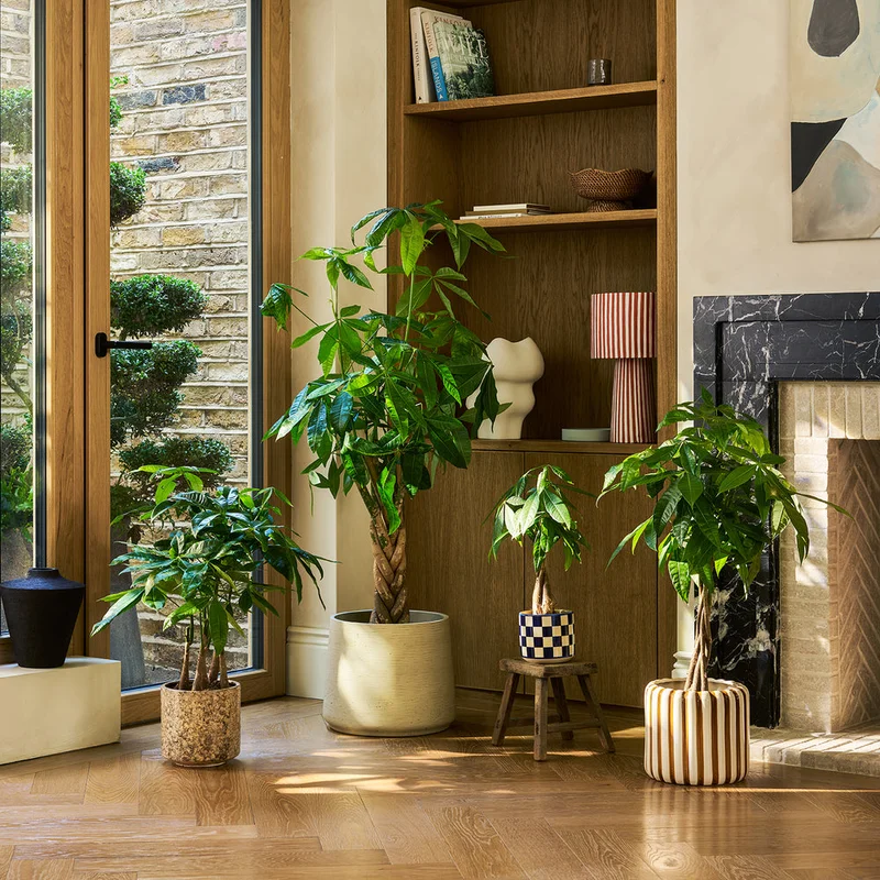 patchplants-340865