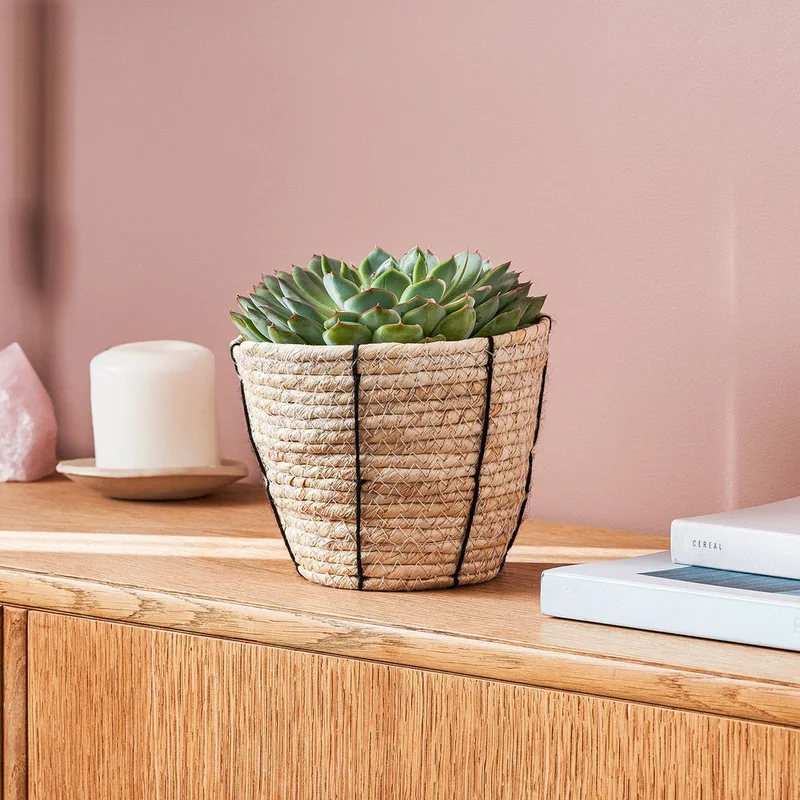 patchplants-340896