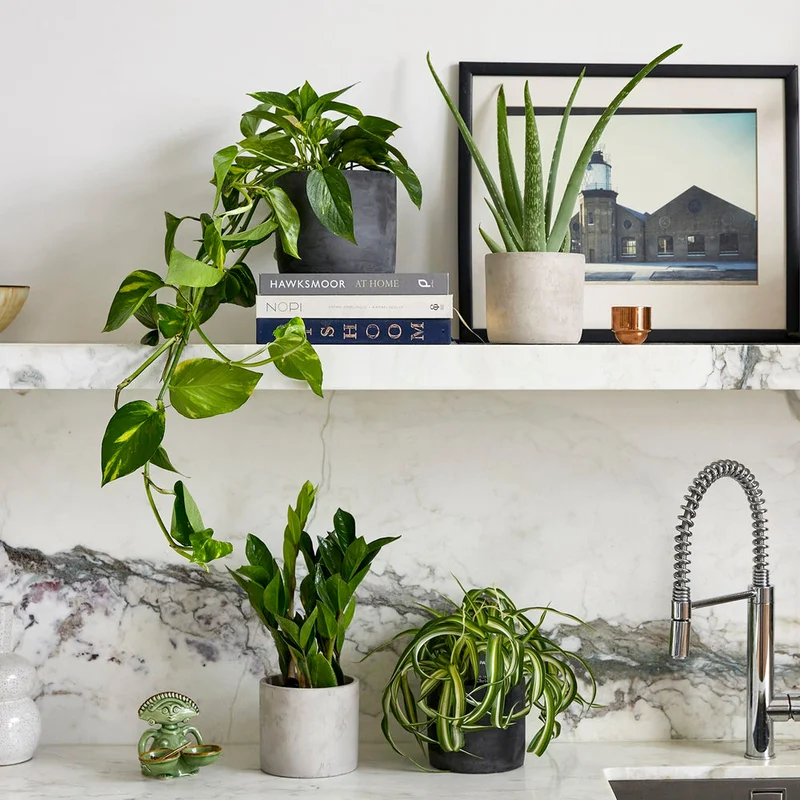 patchplants-340923